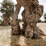 Casa rural Masseria Garrappa