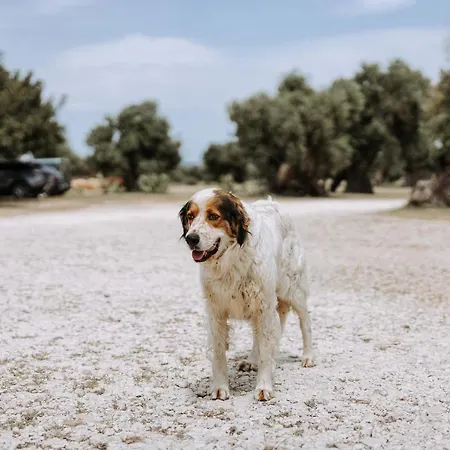 Country house Masseria Garrappa *